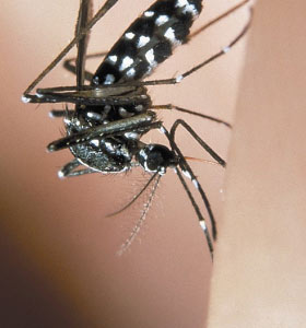 Contro l’invasione delle zanzare, tutti facciano la loro&nbsp;parte